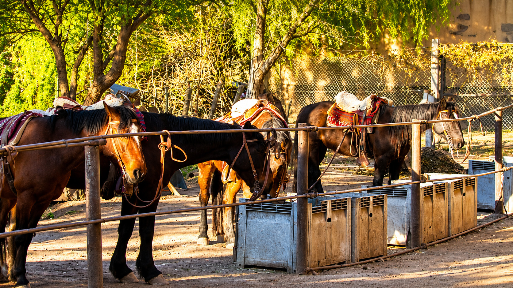 Cabalgata al atardecer en Lunlunta, Mendoza — asado criollo incluido — imagen 11