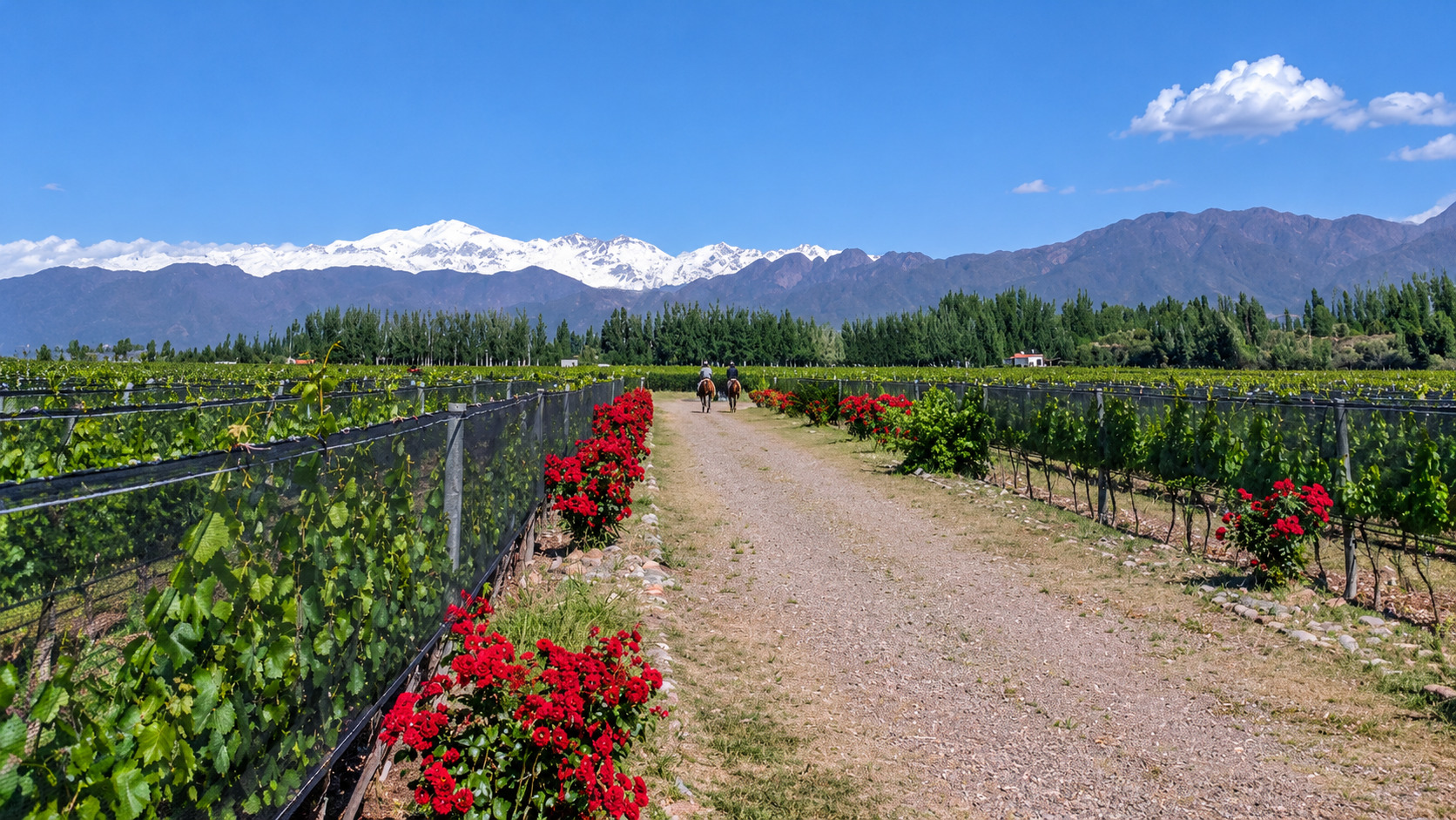 Cabalgata entre viñedos en Mendoza con almuerzo gourmet y maridaje — imagen 27