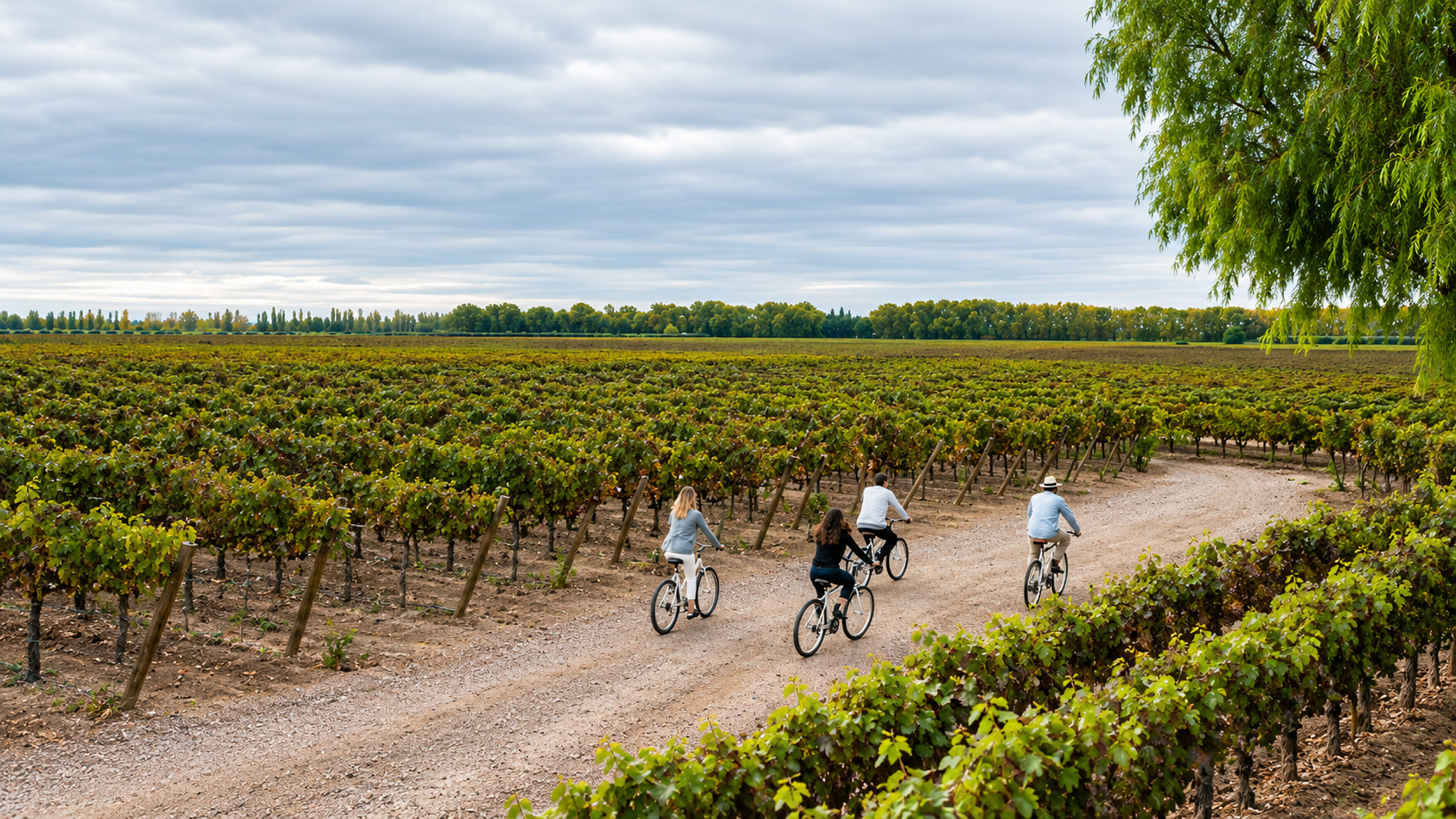 Tour en bicicleta por bodegas de Luján de Cuyo — vinos y almuerzo — imagen 13