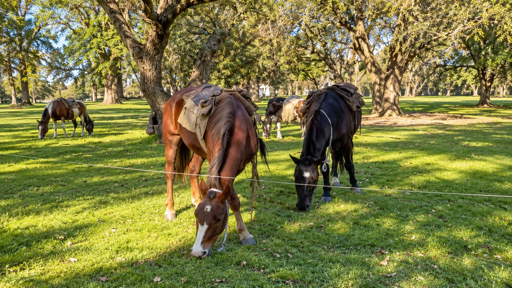 Día de campo en helicóptero hasta Luján con asado — hasta 3 personas — imagen 7